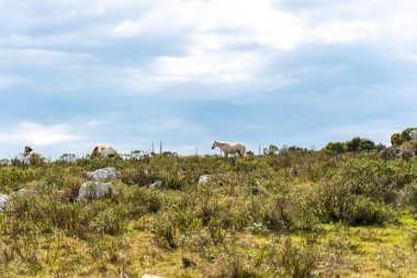 Sierra de las Animas, güzel bir doğal parkta Uruguay doğayı tanımak için büyülü bir yer