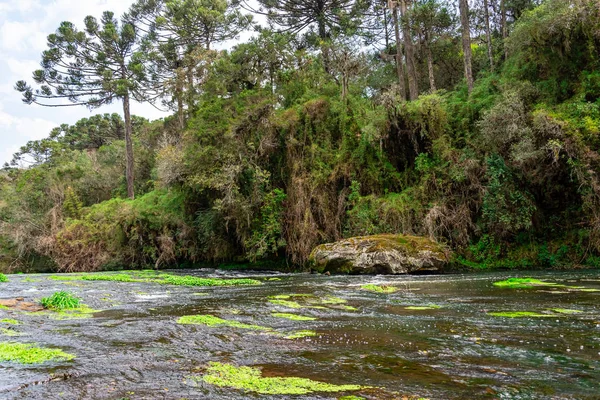 Όμορφο Εθνικό Πάρκο Στην Κανέλα Βραζιλία Τόπος Ανάπαυσης Και Περπάτημα — Φωτογραφία Αρχείου