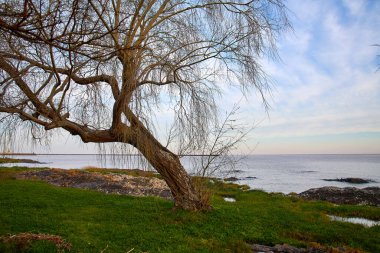 Colonia Uruguay 'daki sulara karşı ağaçlarla dolu nehir kıyısındaki doğal park