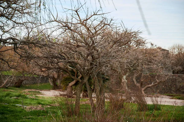 Přírodní Park Pobřeží Řeky Stromy Proti Vodě Kolonii Uruguay — Stock fotografie