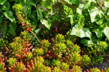 Güzel renklerde tırmanma ve asma bitkileri