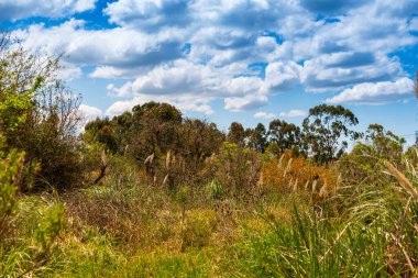 Montevideo 'da yürüyüş ve dinlenme için bir sürü doğal bitki örtüsü olan güzel bir doğal park.
