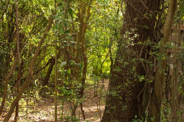 Montevideo 'da yürüyüş ve dinlenme için bir sürü doğal bitki örtüsü olan güzel bir doğal park.