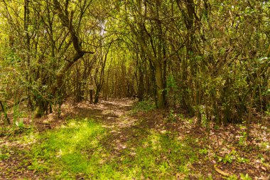 Montevideo 'da yürüyüş ve dinlenme için bir sürü doğal bitki örtüsü olan güzel bir doğal park.