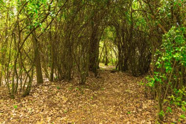 Montevideo 'da yürüyüş ve dinlenme için bir sürü doğal bitki örtüsü olan güzel bir doğal park.