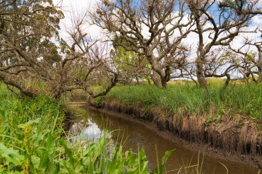 Montevideo 'daki güzel doğal park. Bir sürü doğal bitki örtüsü ve nehir suyu var.