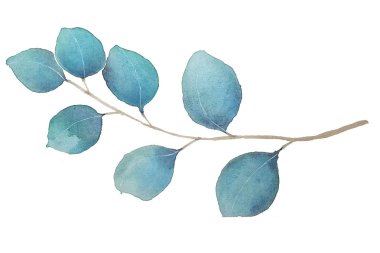 Suluboya ile Okaliptüs Yaprakları