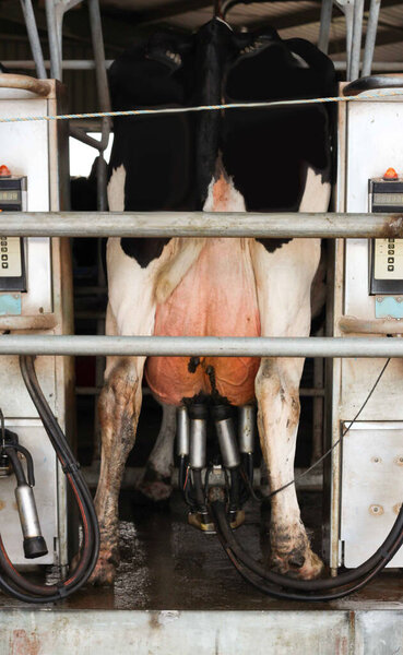 Dairy cows standing in the rotary milking station on an Australian farm.