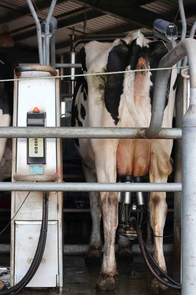 Dairy cows standing in the rotary milking station on an Australian farm.