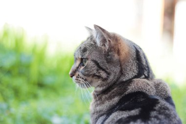 Açık havada çizgili tekir kedi