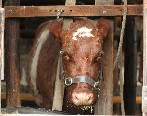 Güzel kahverengi ve beyaz inek süt almak için bir sağma istasyonuna bağlanmış..