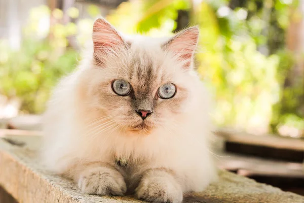 Pofuduk Beyaz Safkan Kedi Açık Hava Bankında Dinleniyor Berrak Mavi — Stok fotoğraf