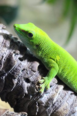 Hayvanat bahçesindeki bir dalda oturan yeşil kertenkele.
