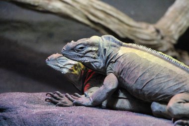 İguanaların sergilerindeki çiftleşmelerine yakın çekim