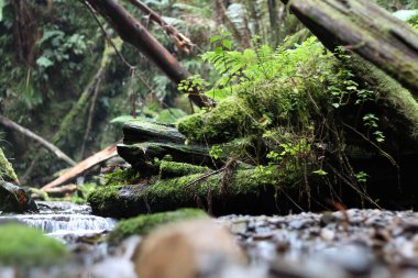 Şelaleden akan sular yosunlu kayaların, devrilmiş ağaçların ve eğreltiotlarının üzerinden akan sular.