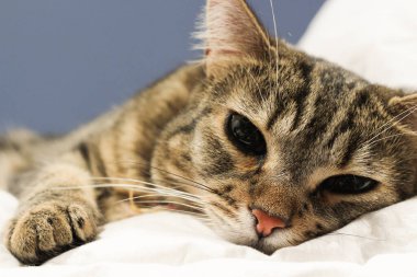 Yatakta uyuyan ev kedisi Tekir kedi