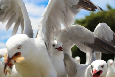 Sahildeki parkta cips için kavga eden martı sürüsü.