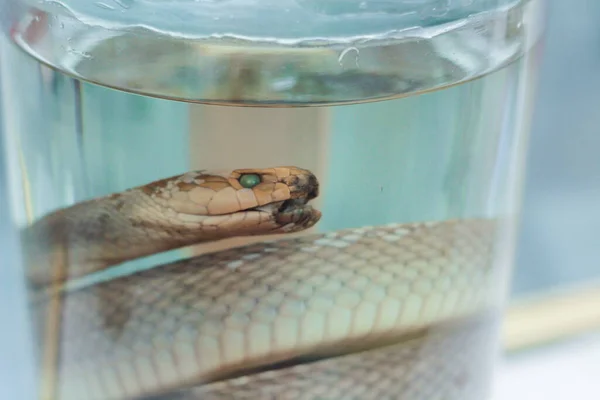 Taxidermia Espécime Cobra Preservado Frasco — Fotografia de Stock