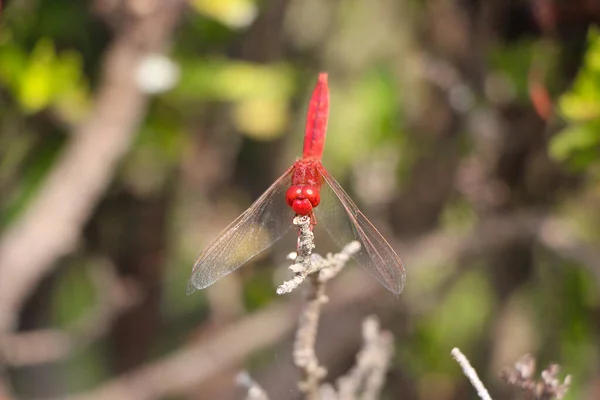 Libellule Rouge Repéré Dans Parc National Sukhothai Thaïlande — Photo