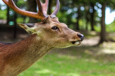 Japonya 'daki Nara Deer Park' ta bir geyiğin profil fotoğrafı.
