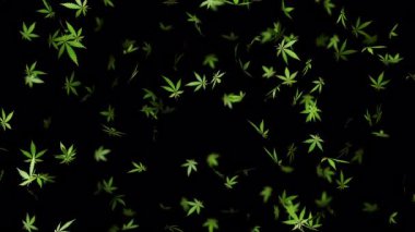 Düşen marihuana yapraklarıyla bitki arka planı. Soyut kenevir hareketi grafikleri. Kusursuz döngü canlandırması.