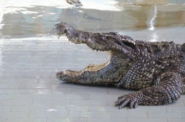 Timsah ağzı açık yatıyor.