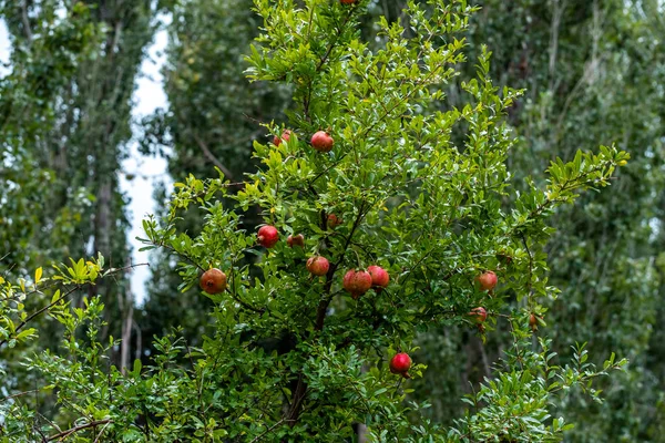 Pomegranates in the branches of pomegranate trees