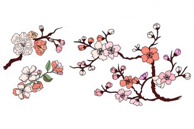 Şeftali çiçeği bitkisi ve Sakura çiçek vektörü