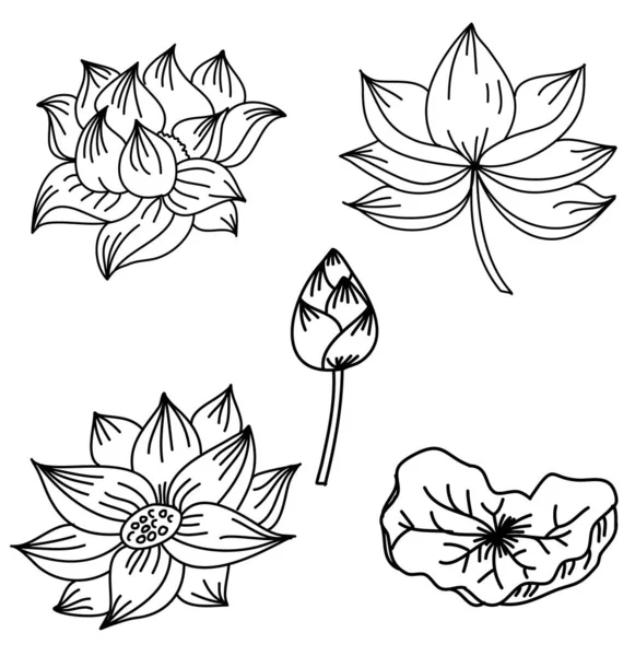 Hand Getekend Lotusbloem Isoleren Vector Set — Stockvector