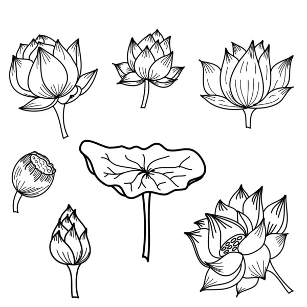 Hand Getekend Lotusbloem Isoleren Vector Set — Stockvector