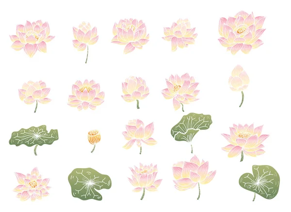 Hand Getrokken Lotus Bloem Isoleren Vector Set Platte Lotus — Stockvector