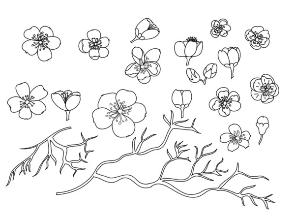 Juego Vectores Flores Sakura Mano Libre Hermosa Línea Arte Flor — Vector de stock