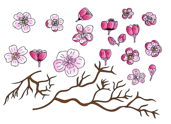 Free Hand Sakura Flower Vector Set Beautiful Line Art Peach — Stock Vector