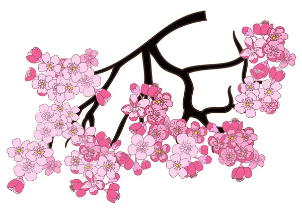 Juego Vectores Flores Sakura Mano Libre Hermosa Línea Arte Flor — Archivo Imágenes Vectoriales