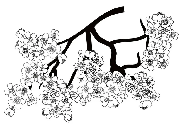 フリーハンドさくらフラワーベクトルセット 美しいラインアート桃の花 — ストックベクタ