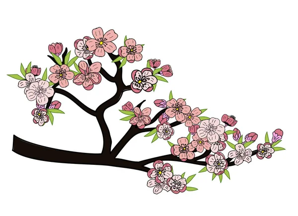 Juego Vectores Flores Sakura Mano Libre Hermosa Línea Arte Flor — Vector de stock