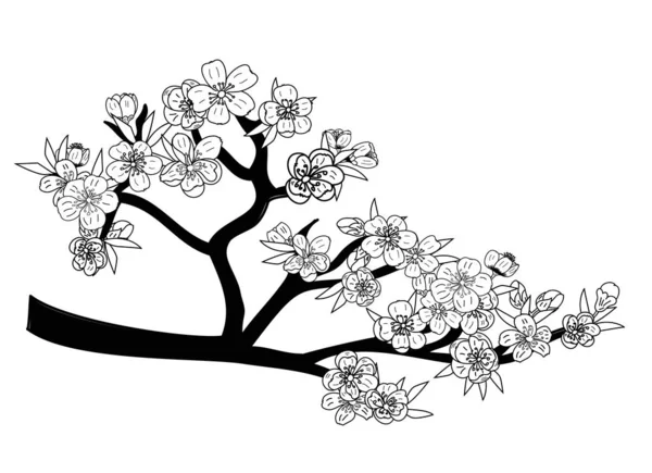 Ensemble Vecteur Fleurs Sakura Main Libre Belle Ligne Art Fleur — Image vectorielle