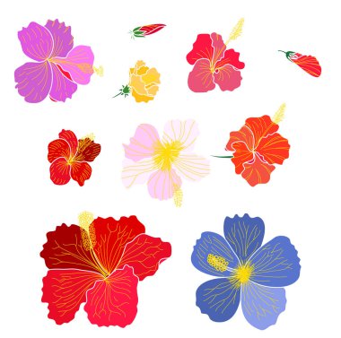 Hibiscus vektör seti beyaz arka plan üzerinde izole.