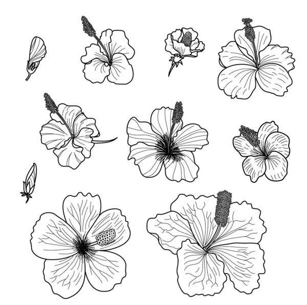Conjunto Vector Hibiscus Aislado Sobre Fondo Blanco — Archivo Imágenes Vectoriales