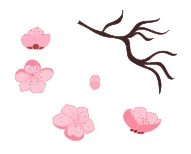 Beyaz üzerine kiraz ağacı dalı. Vektör illüstrasyonu Sakura Çiçeği, Güzel Şeftali Çiçeği izole vektörü. Japon çiçekleri..