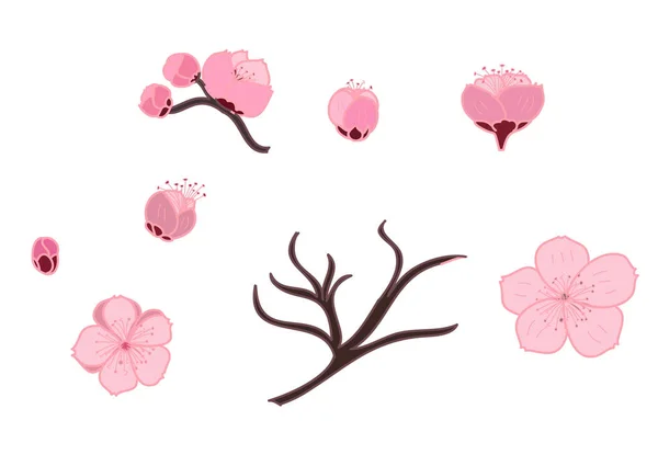 Set Vectores Flores Sakura Mano Libre Hermoso Arte Línea Flor — Vector de stock