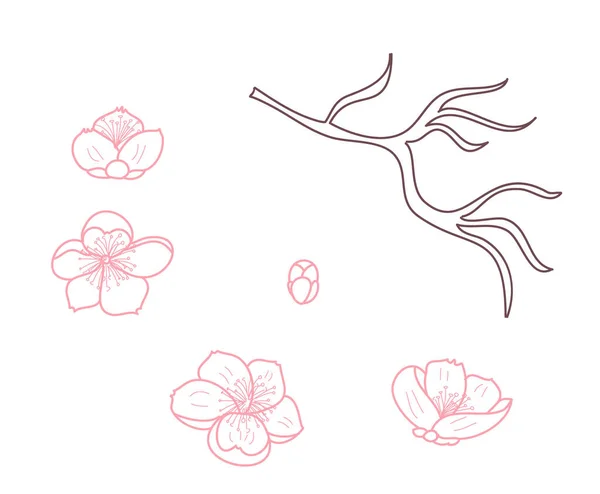 Ветвь Цветения Вишни Белом Векторная Иллюстрация Цветок Сакуры Ницца Персиковый — стоковый вектор