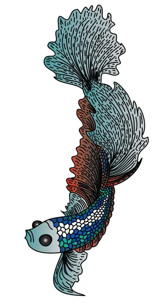 Renkli Betta balık vektörü. Güzel dövüşen balık. El, savaşan Siyam balığı çiziyor.