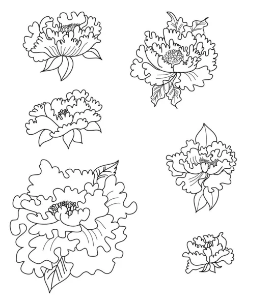 colorful Peony flowers on white background. Vector illustration.Lotus flower vector for tattoo on background.