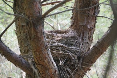 Ağaçtaki kuş yuvası
