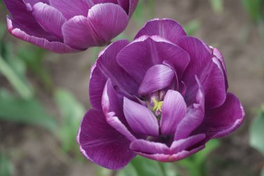 Büyük menekşe lale yakın çekim