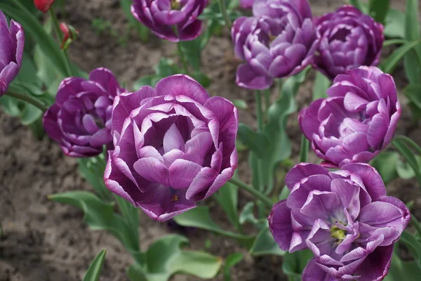 Büyük menekşe lale yakın çekim