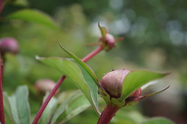 Rosa Pfingstrosenknospen Mit Grünen Blättern Und Verschwommenem Hintergrund — Stockfoto