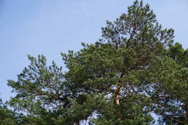 çam ağacı gökyüzü