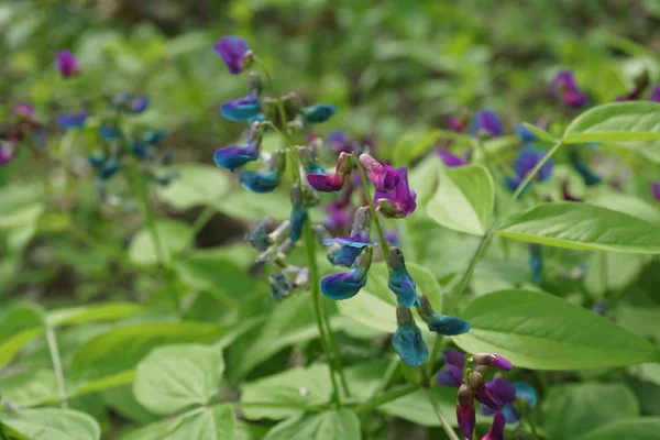 Rainbow flowers with green leaves in the forest